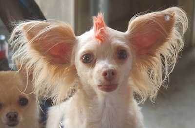 Close Up - Tuffy the Chipoo has very large fringe ears and a red Mohawk. There is another dog behind him on the left