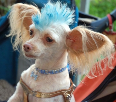 Close Up - Tuffy the Chipoo has very large fringe ears that stick straight out to the sides and a blue Mohawk. He is wearing a blue and white diamond collar and dog tag and a golden colored harness