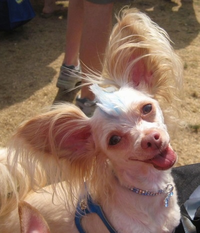 Tuffy the Chipoo has very large fringe ears with a blue mohawk and he is sitting in a bag with his mouth open and tongue out smiling at the camera