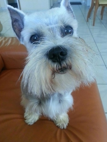 Close Up big head shot - Luigi the Chonzer is sitting in a brown leather chair and looking into the camera