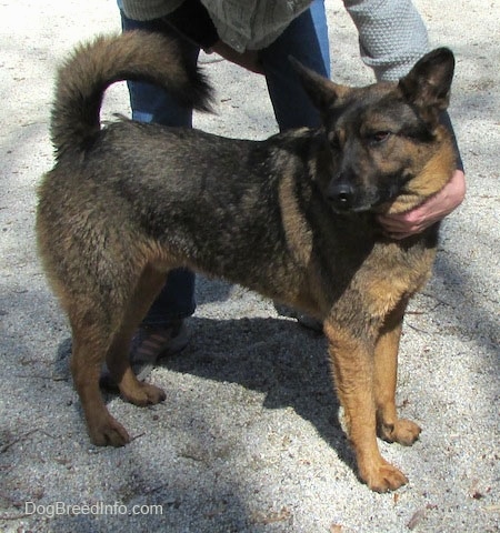 Ollie the Chow Shepherd standing on a gravelly surface. Ollies neck is being rubbed by the person standing behind him