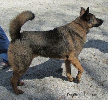 Ollie the Chow Shepherd walking up a gravelly path and behind him is a person