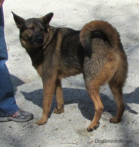 Ollie the Chow Shepherd standing on a gravelly path and looking back towards the right