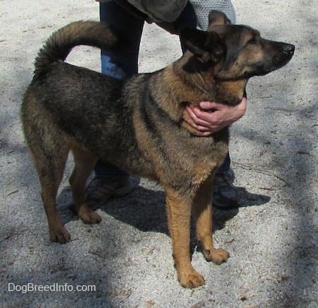 Ollie the Chow Shepherd standing on a gravelly path with a person who has their arm around his neck