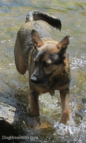 Ollie the Chow Shepherd walking out of the stream