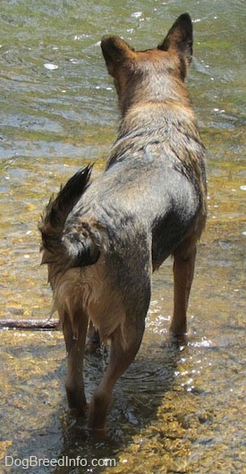 Ollie the Chow Shepherd standing in front of a stream