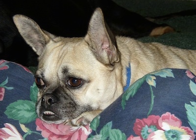 Close Up - Loki the tan with black Chug is laying on a floral print pillow. His ears are sticking straight up and his bottom teeth are showing