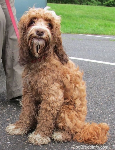 Matty the curly brown with white Cockapoo is sitting in a parking lot and there is a person leaning against a car next to him