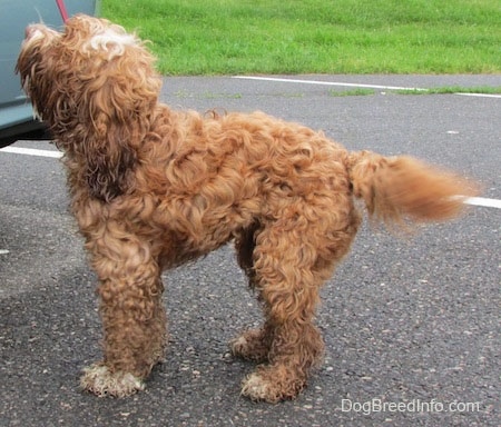 Left Profile - Matty the Cockapoo is looking up to the light blue car he is next to.