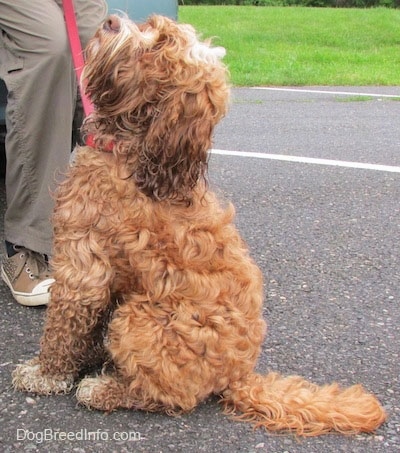 Matty the Cockapoo is sitting in a parking lot and looking up while on a red leash next to a person and a light blue car