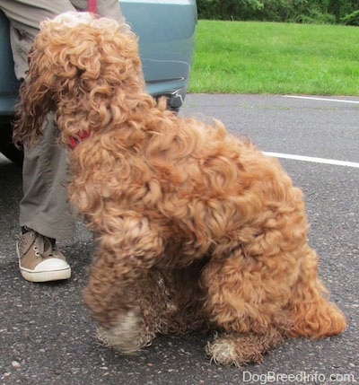 Matty the Cockapoo is beginning to stand up to walk across a parking lot