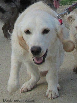 View from the front - A tan with white Cockapoo/Labrador Retriever mix breed dog is pulling hard on a leash on a concrete surface. There is another tan dog next to it and a brown dog behind it.