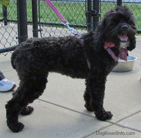 Right Profile - Milly the black Cockapoo is standing on a concrete path. There is a metal water dish behind her. Her mouth is open and tongue is out