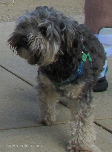 View from the front - A wavy-coated, grey with tan Cockapoo/Yorkie mix breed dog is walking down a concrete surface and looking to the left. There is a person with an Ankle brace behind it.