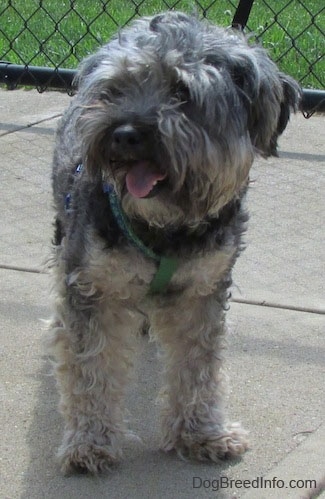 View from the front - A panting, grey with tan Cockapoo/Yorkie mix is standing on a concrete surface and behind it is a chainlink fence. It is looking to the left. It is .