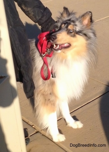 Blue Boy the blue merle Collie is standing on a concrete path and looking up to the person holding his collar