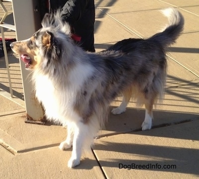 Blue Boy the blue merle Collie is yawning on a concrete path. He is standing next to a small fence