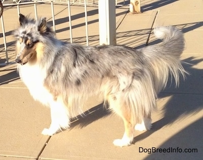 Left Profile - Blue Boy the blue merle Collie is standing on a concrete path and there is a chain link fence behind it