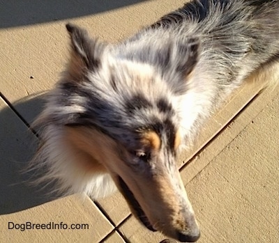 Close Up view from above - Blue Boy the Blue Merle Collie is standing on a concrete path and looking to the right