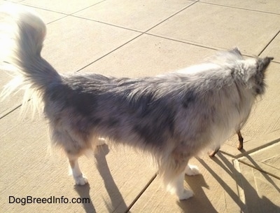 Blue Boy the blue merle Collie is sniffing a dog that is standing next to him