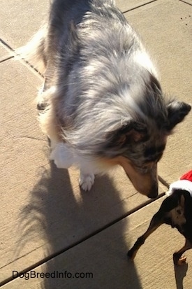 Close Up - Blue Boy the blue merle Collie is sniffing a small toy dog wearing a red and white coat