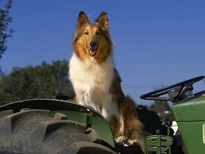 Buddy the tan, white and black Rough Collie is sitting on a parked green tractor. His mouth is open and it looks like he is smiling