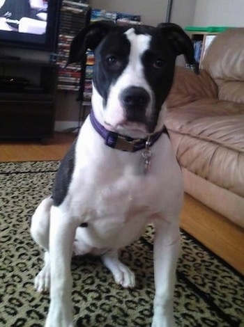 Daisy the black and white Colorado Bulldog is sitting on a leopard rug in front of a brown leather couch