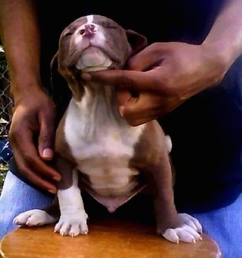 EBDK's Zeus the Colorado Bulldog as a puppy sitting on a stool in front of a person who is holding his head up with a finger