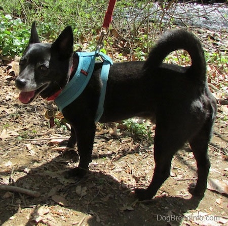 Simon the Corgi Schip wearing a teal harness standing in dirt near green brush in front of a body of water