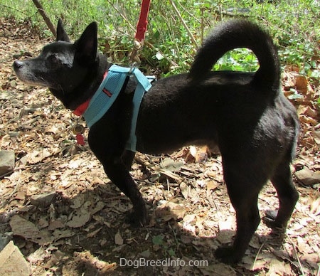 Simon the Corgi Schip is walking down a leaf covered pathway and looking to the left