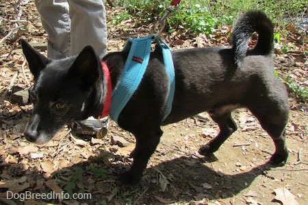 Simon the Corgi Schip is standing on a rocky dirt pathway in front of a person