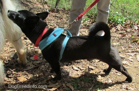 Simon the Corgi Schip is pulling forward while on a leash sniffing another dog