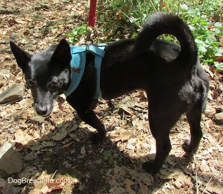 Simon the Corgi Schip is walking down a rocky dirt pathway and looking back at the camera holder