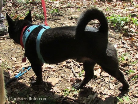 Simon the Corgi Schip is walking  on a rocky dirt ground towards the person that is in front of him