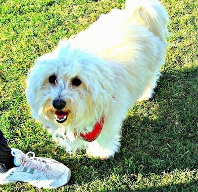 Jonah the white Coton de Tulear is standing outside. There is a shoe in front of him. Jonahs mouth is open and he looks like he is smiling