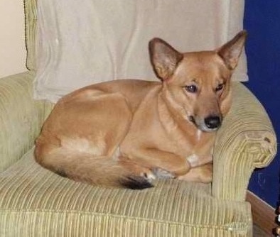 Aiko the Coydog is laying in a chair next to a blue wall