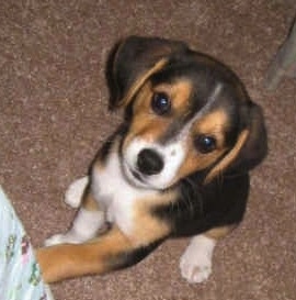 Close Up - Bailey the Crested Beagle puppy is sitting on a brown carpet with its paw on the leg of a person and looking up
