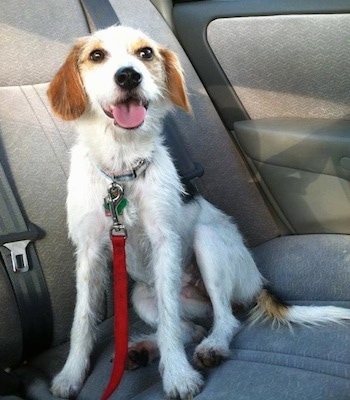Kenya the Crested Beagle is sitting in the backseat of a vehicle