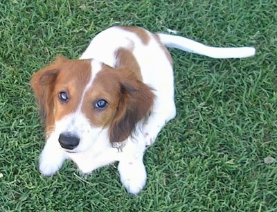 Charlie the brown, black and white piebald Dachshund puppy is sitting in a field