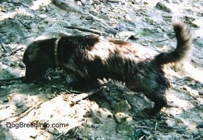 Elvis the long-haired dapple Dachshund is sniffing across rocks and sand that had water over them