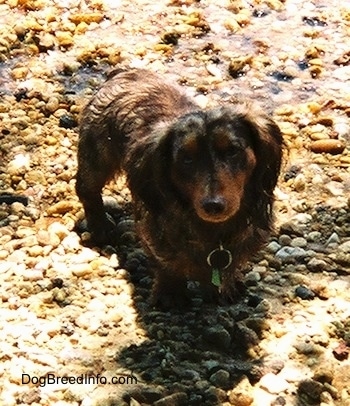 Elvis the long-haired dapple Dachshund is standing on wet rocks