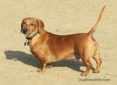 What is a doxie dog?