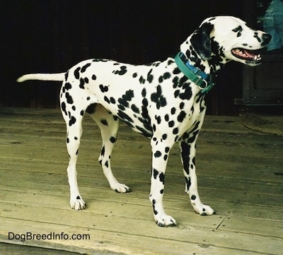 Right Profile - Molly the Dalmatian is wearing a green collar standing on a wooden porch