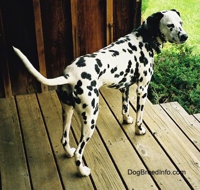 Molly the Dalmatian is standing outside on a porch at the top of a set of wooden steps