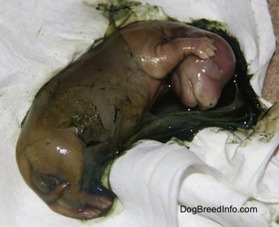 Dead Puppy inside of a green sack on a towel