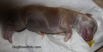 Dead Puppy laying on a towel with Yellow Discharge near its mouth