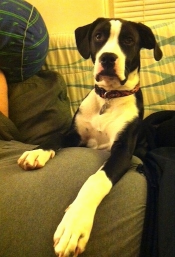 Briggs the black and white Bull Boxer Terrier as a puppy is laying over a person's stomach on a bed