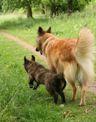 Songdog the brown brindle Dutch Shepherd puppy is running next to Aura the tan Dutch Shepherd