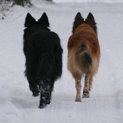 Sylvester Stee and Aura the Dutch Shepherds are trotting through the snow. One dog is black and the other is tan.