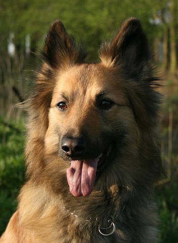 Close Up head shot - Aura the tan Dutch Shepherd is wearing a choke chain collar and sitting in a field. Her mouth is open and her tongue is out